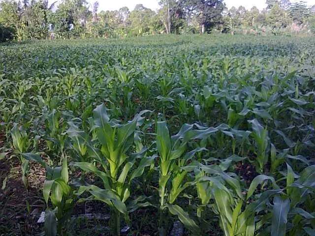 sebagian masyarakat gampong koto indarung bercocok tanam dengan menanam jagung
