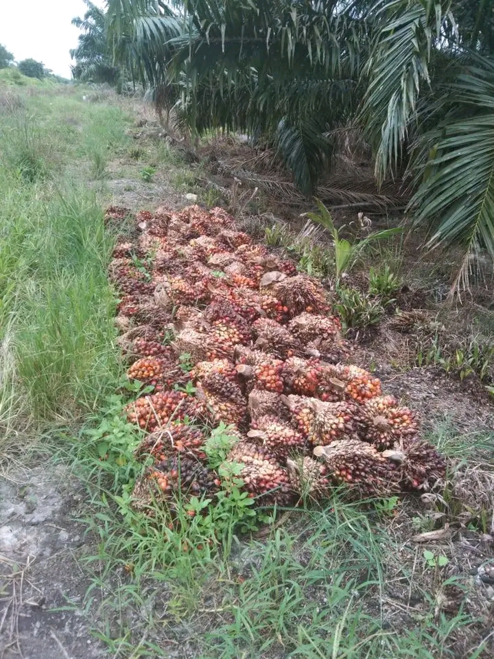 sebagian masyarakat gampong koto indarung bercocok tanam sawit